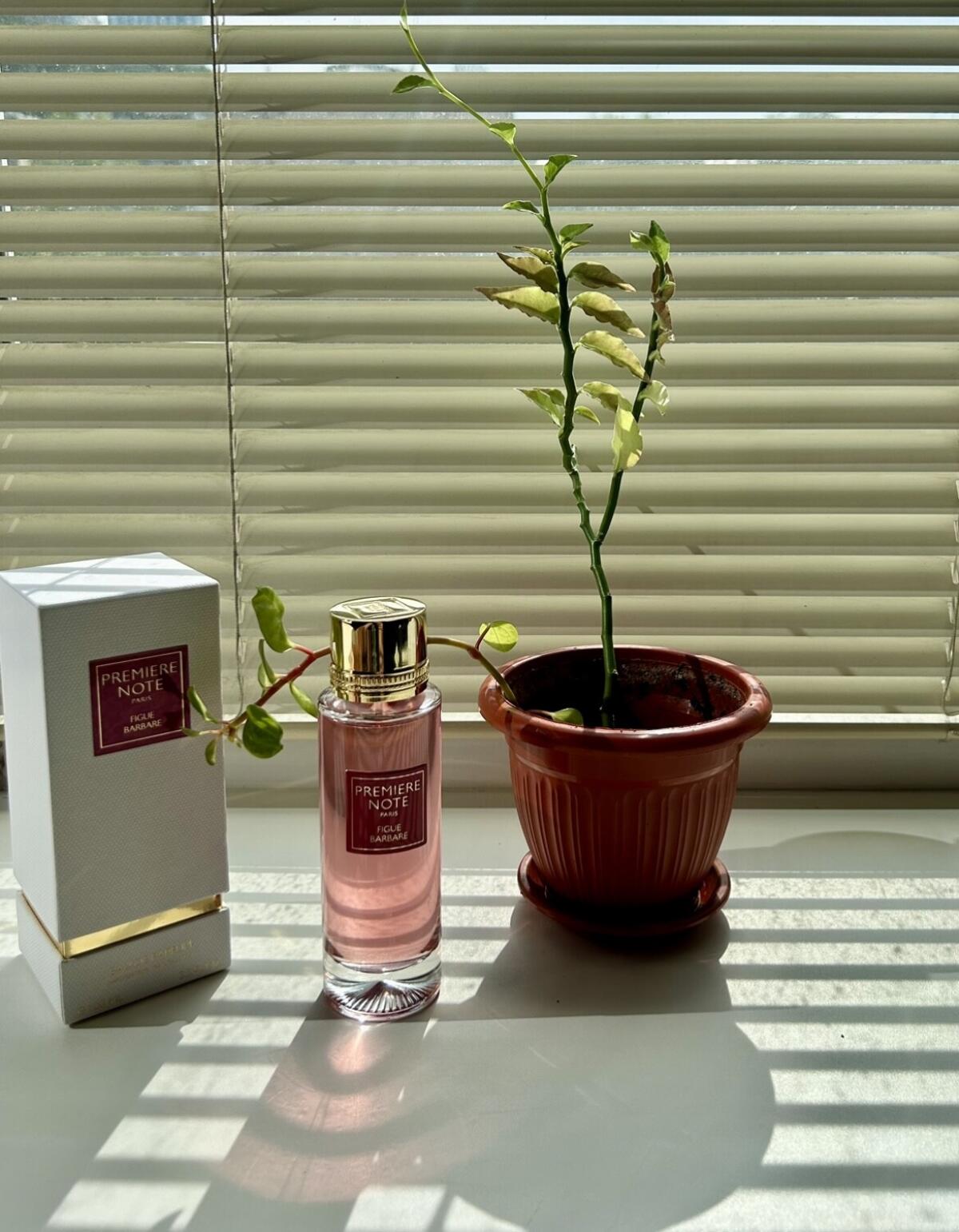 عطر ادکلن فیگو باربار پرمیر نوت - Figue Barbare Première Note - بررسی، قیمت و خرید
