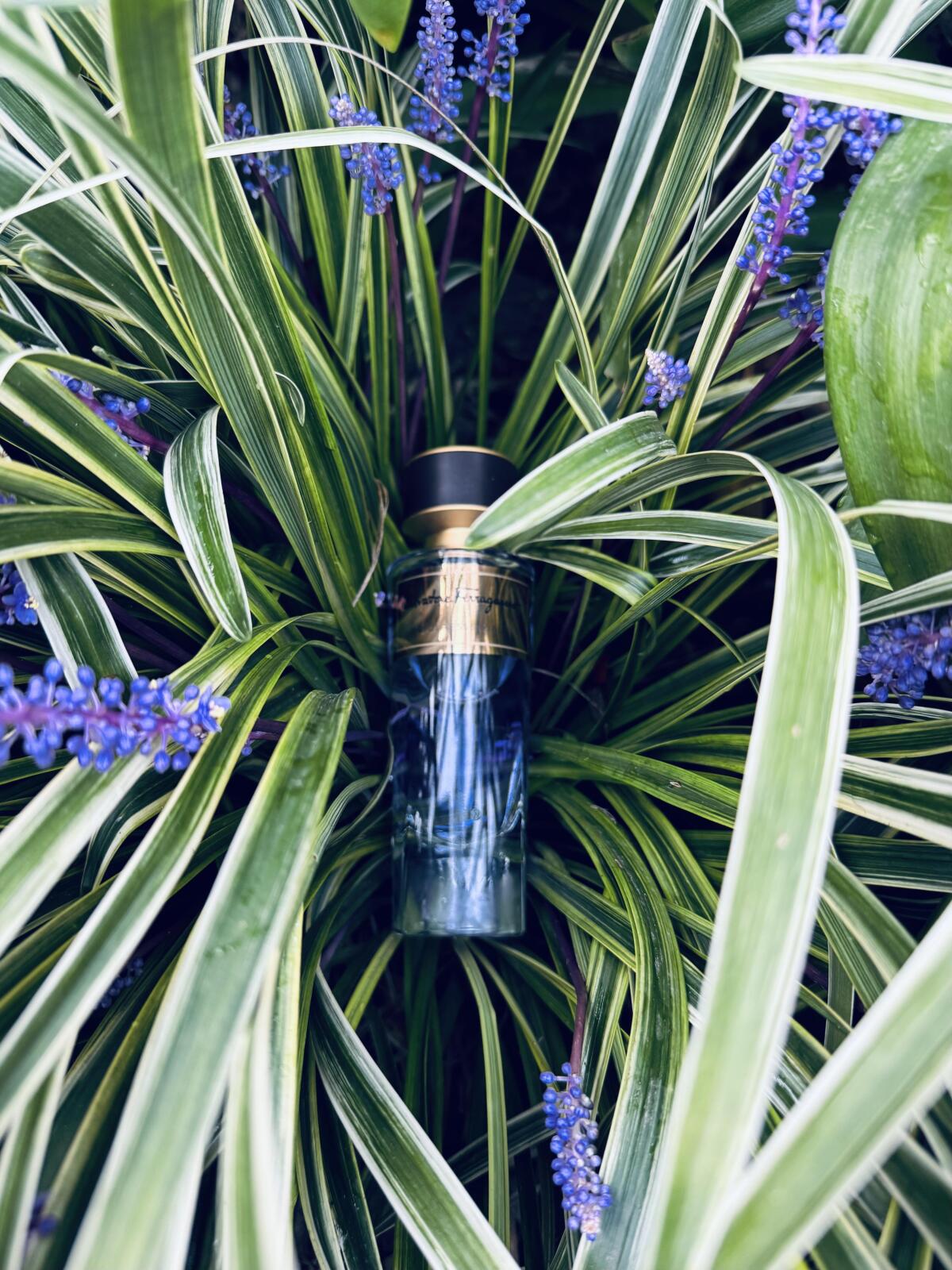 عطر ادکلن ویولا اسنسیال سالواتوره فراگامو - Viola Essenziale Salvatore Ferragamo - بررسی، قیمت و خرید