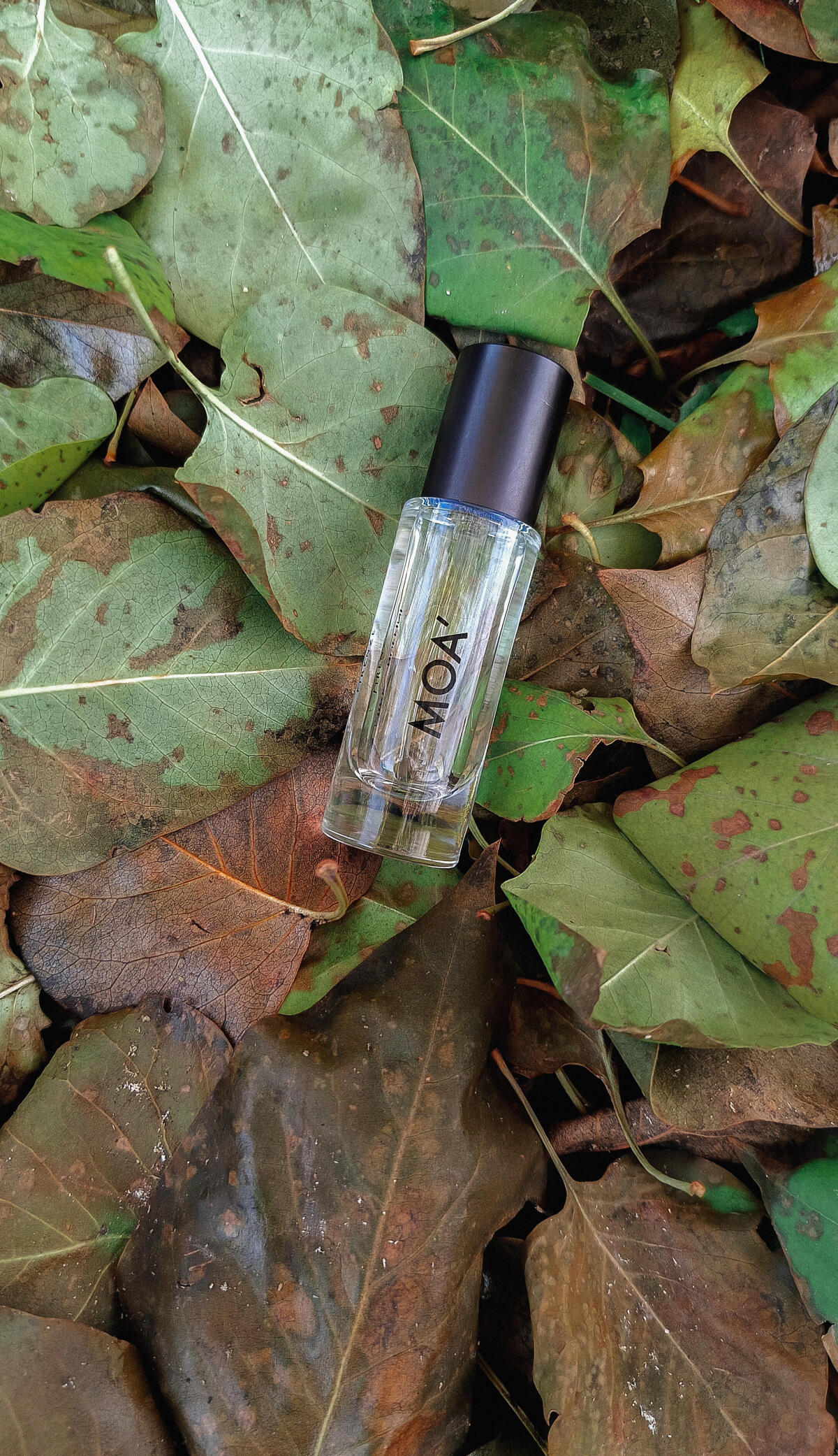 عطر ادکلن موا میرکو بوفینی فیرنزه - Moa' Mirko Buffini Firenze - بررسی، قیمت و خرید