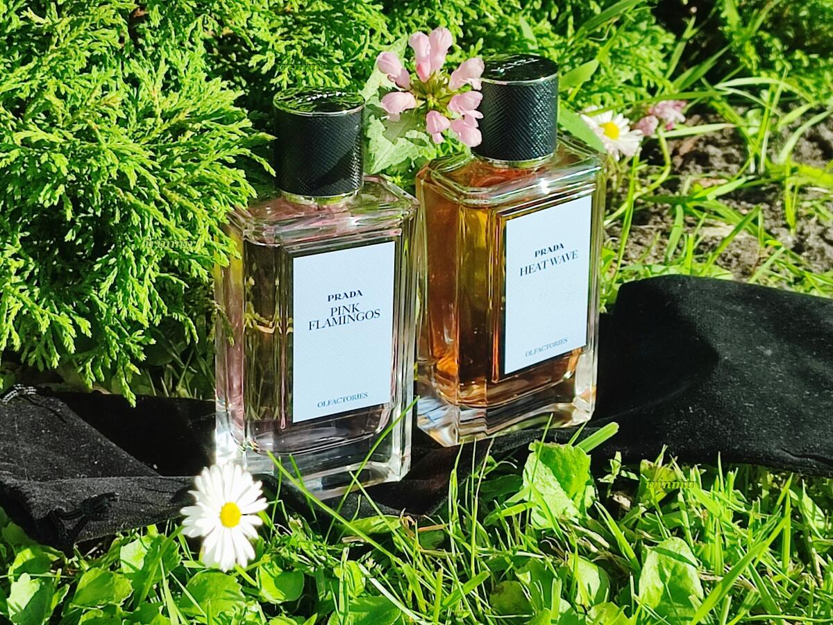 عطر ادکلن پینک فلامینگو پرادا - Pink Flamingos Prada - بررسی، قیمت و خرید