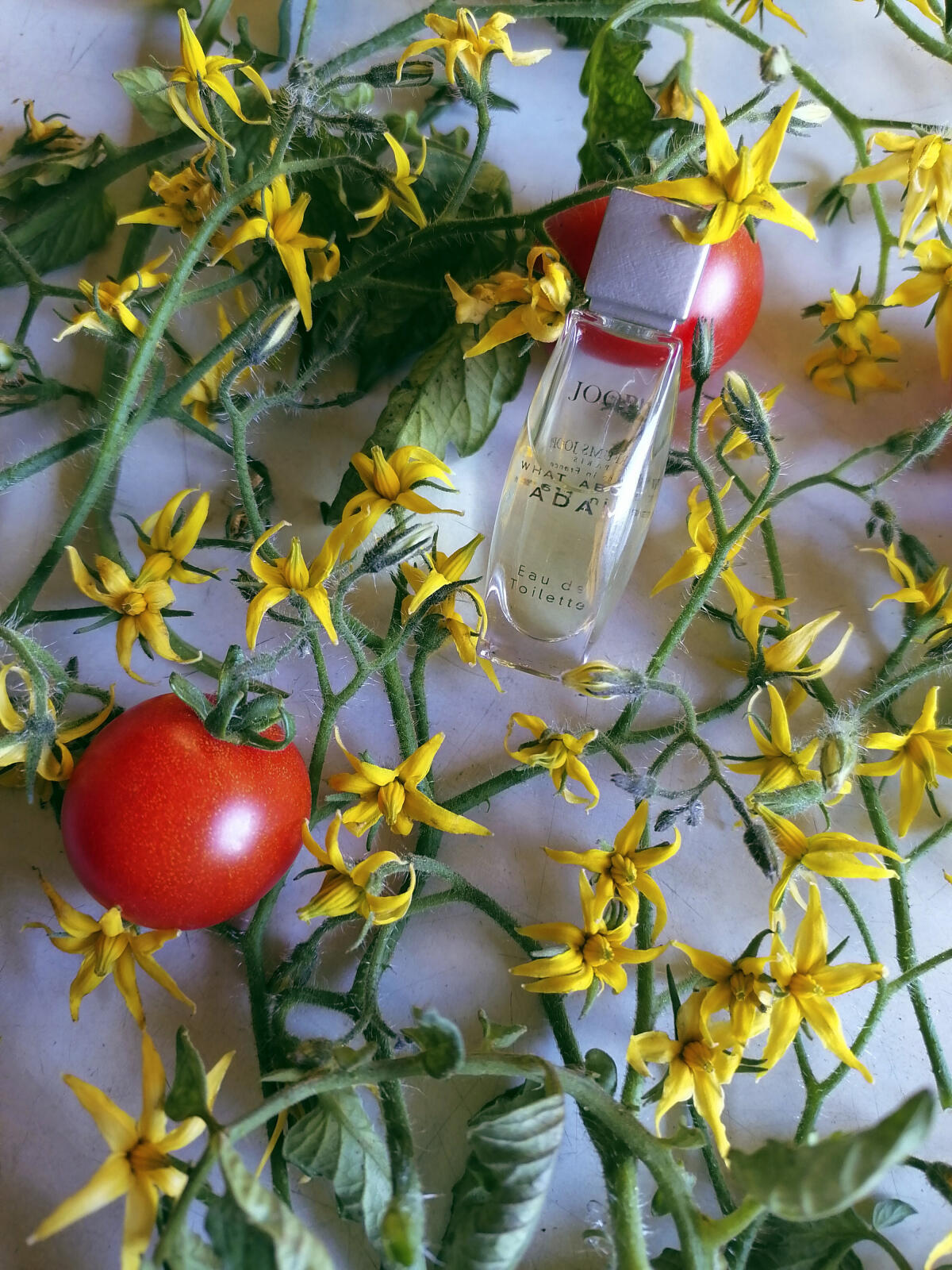 عطر ادکلن وات اباوْت آدام جوپ - What About Adam Joop! - بررسی، قیمت و خرید