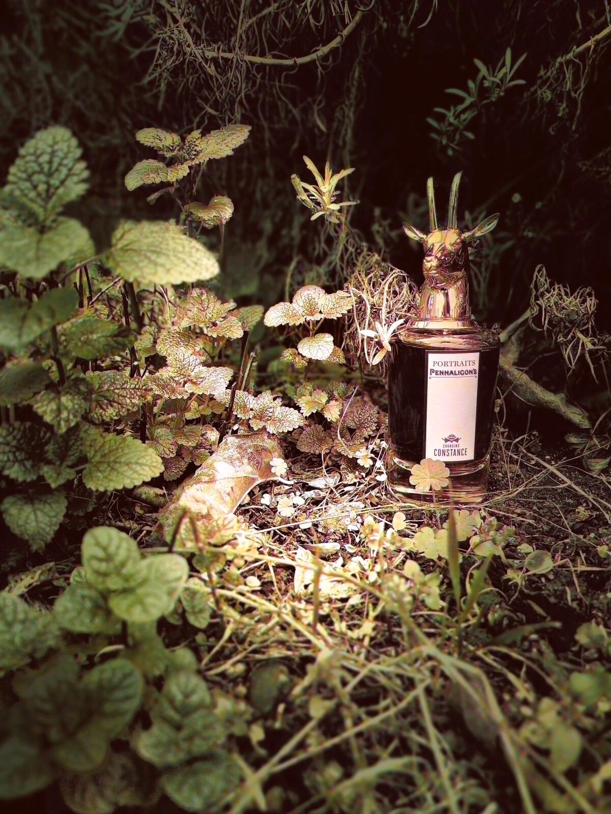 عطر ادکلن چنجینگ کانستنس پنالیگونز - Changing Constance Penhaligon's - بررسی، قیمت و خرید