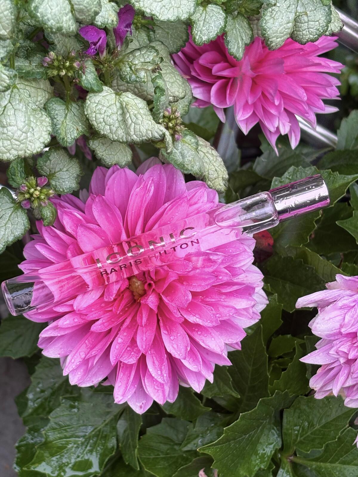 عطر ادکلن آیکانیک پاریس هیلتون - Iconic Paris Hilton - بررسی، قیمت و خرید