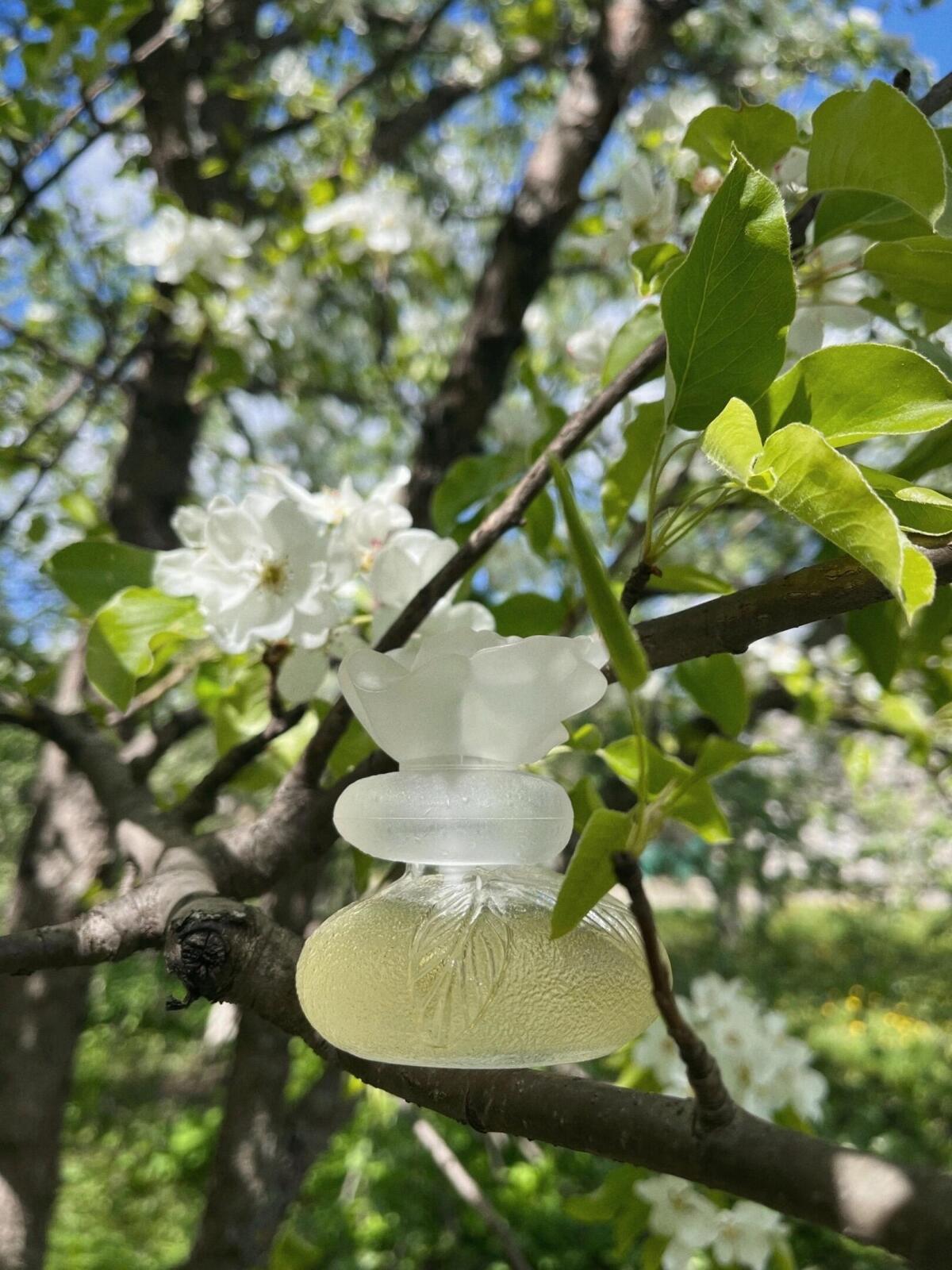 عطر ادکلن لُ مُند اِس بُو کنزو - Le Monde Est Beau Kenzo - بررسی، قیمت و خرید