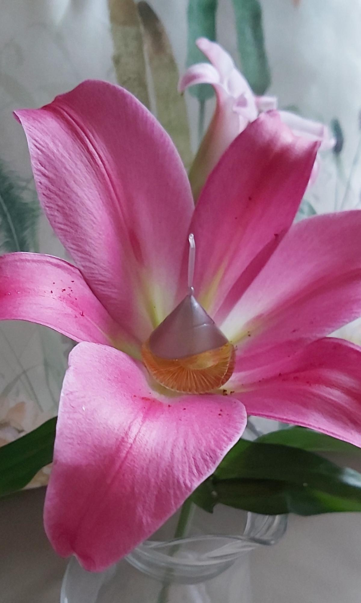 عطر ادکلن پاپی مورنی پاپی مورنی - Popy Moreni Popy Moreni - بررسی، قیمت و خرید