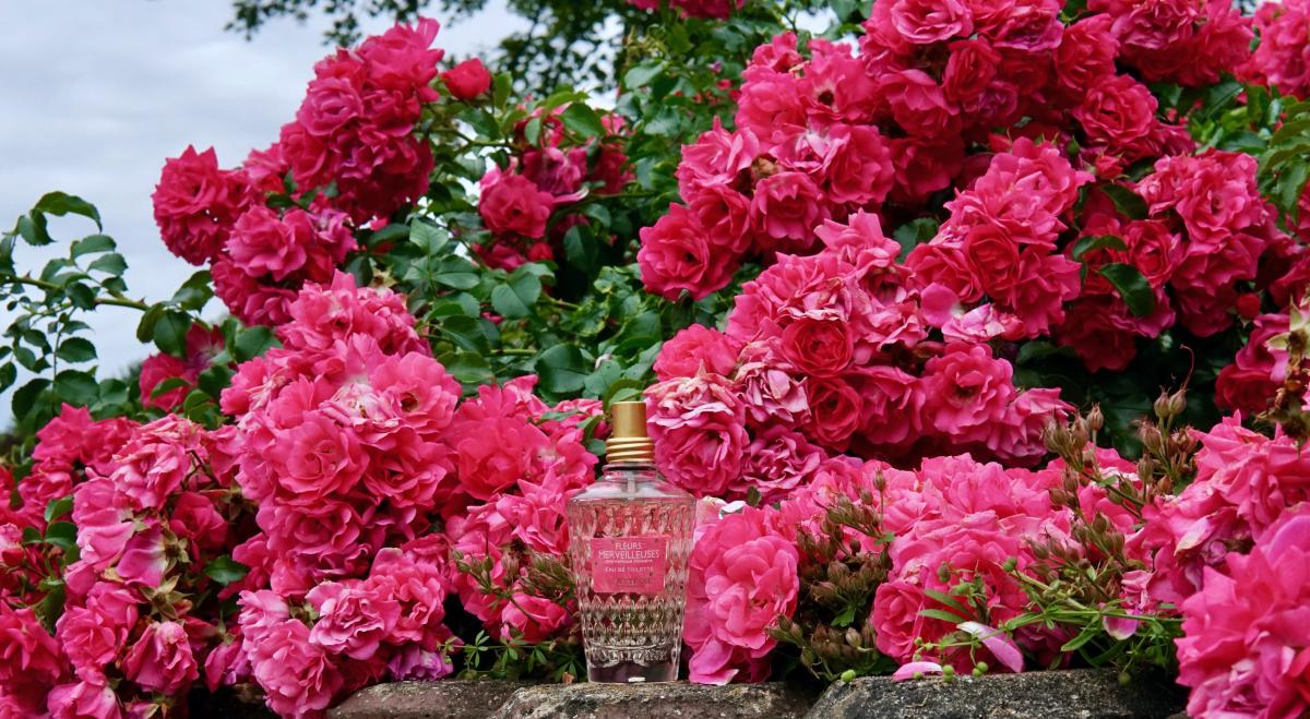عطر ادکلن مارولس فلاورز لوکسیتان - Marvellous Flowers L'Occitane en Provence - بررسی، قیمت و خرید
