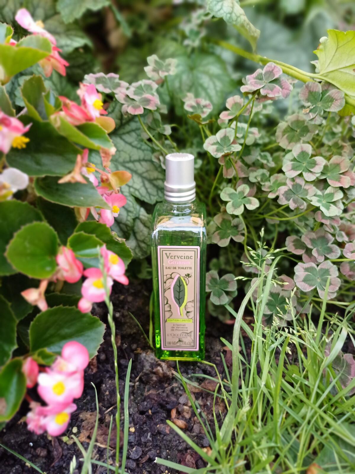 عطر ادکلن ورون ژرانیوم لوکسیتان - Verveine Geranium L'Occitane en Provence - بررسی، قیمت و خرید