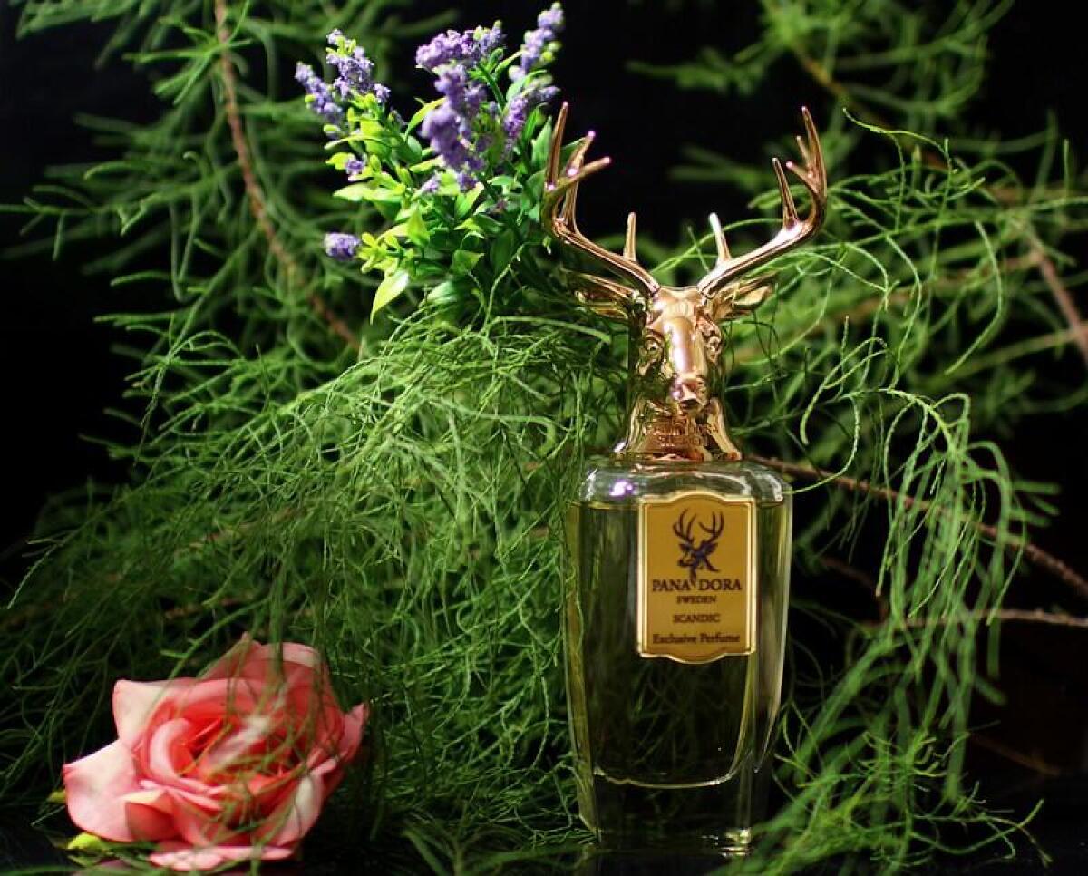 عطر ادکلن اسکندیک پاندورا - Scandic Pana Dora - بررسی، قیمت و خرید