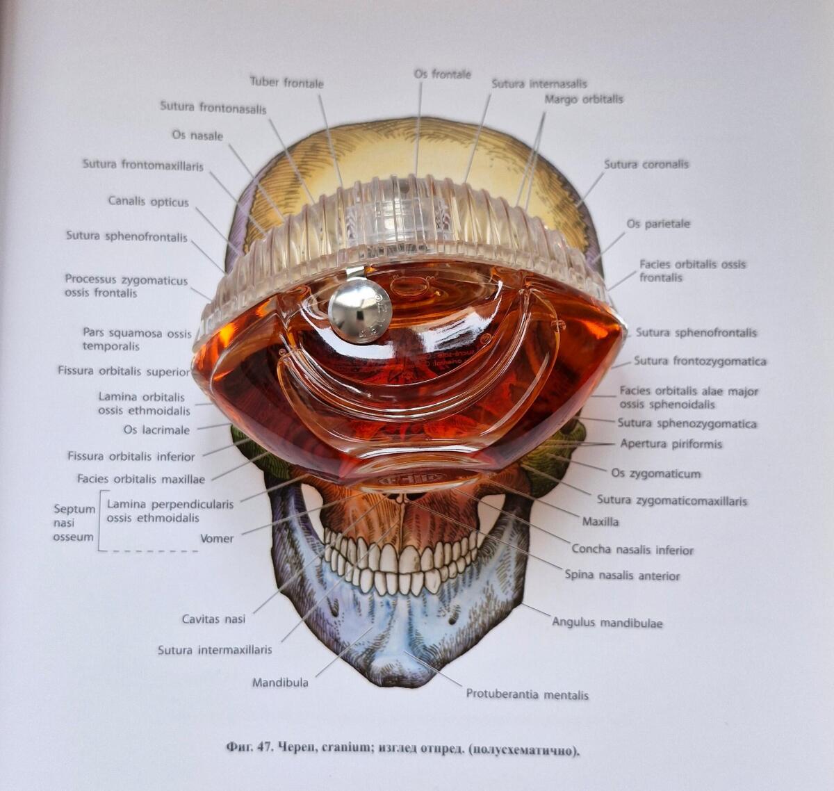 عطر ادکلن کنزو ورلد پاور کنزو - Kenzo World Power Kenzo - بررسی، قیمت و خرید