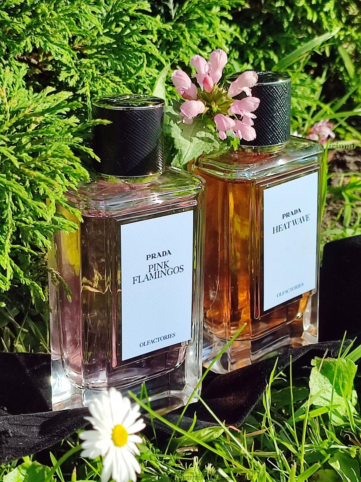 عطر ادکلن پینک فلامینگو پرادا - Pink Flamingos Prada - بررسی، قیمت و خرید
