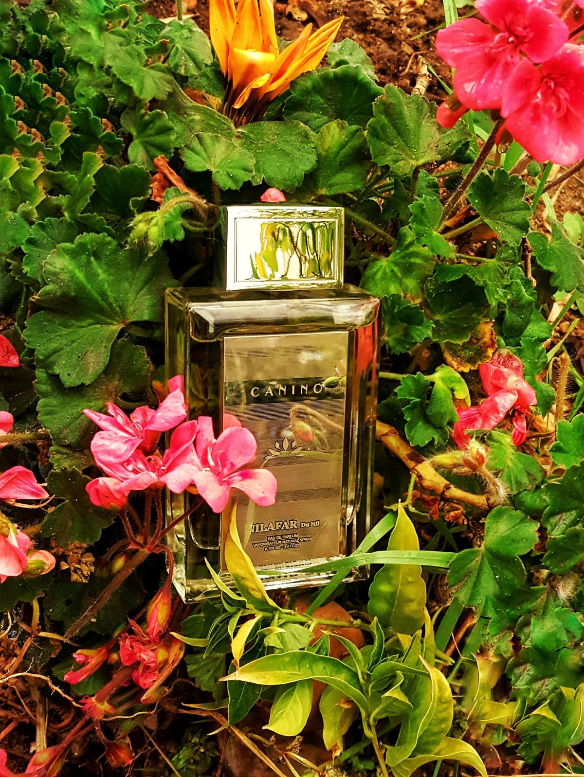 عطر ادکلن کَنینو نیلوفر دو نیل - Canino Nilafar du Nil - بررسی، قیمت و خرید