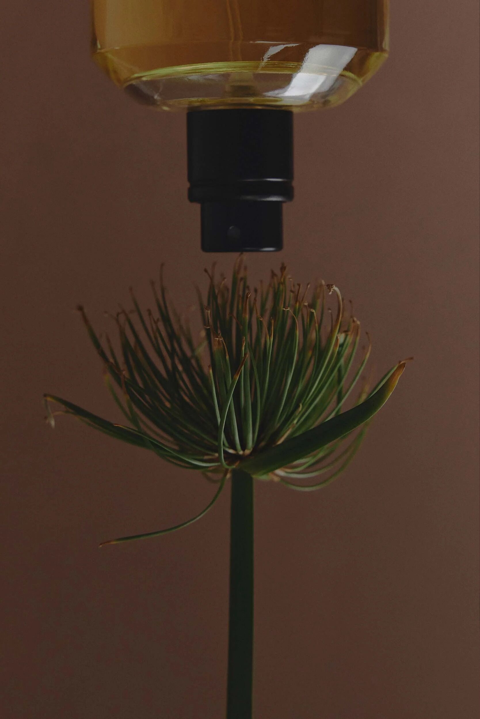 عطر ادکلن هوی هارت‌بیت نو برینر - Heavy Heartbeat No Brainer - بررسی، قیمت و خرید
