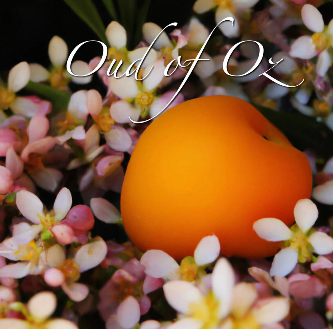 عطر ادکلن اود آف آز لاست ترایب - Oud Of Oz Lost Tribe - بررسی، قیمت و خرید