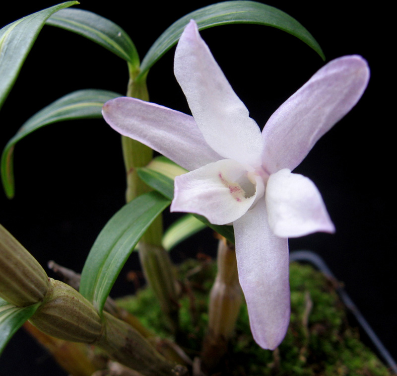 عطر ادکلن اوسافومه اولیمپیک اورکیدز آرتیسان پرفیومز - Osafume Olympic Orchids Artisan Perfumes - بررسی، قیمت و خرید