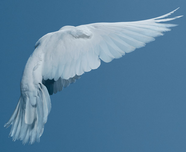 عطر ادکلن ل ایر دو تام لو کقپوسکول نینا ریچی - L'Air du Temps Le Crépuscule Nina Ricci - بررسی، قیمت و خرید