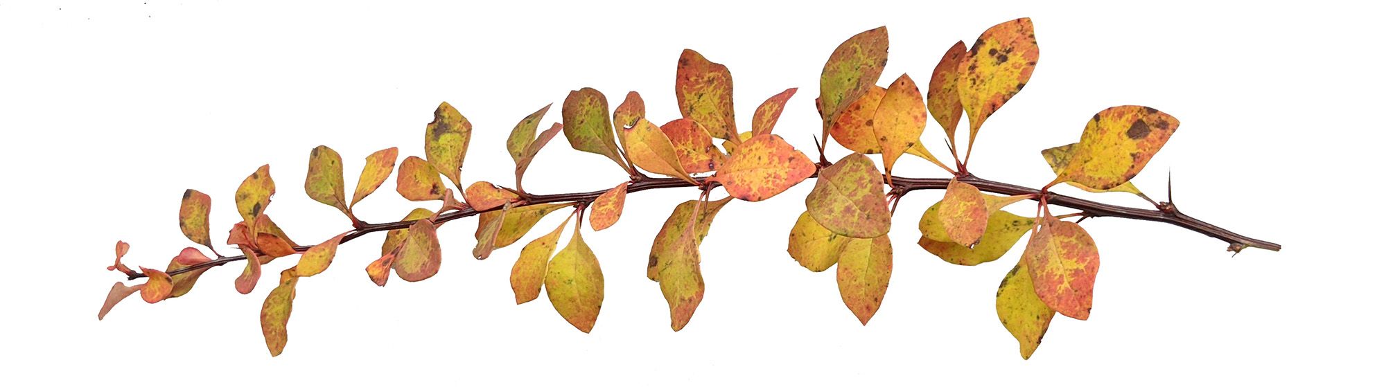 عطر ادکلن اوجیم جنیوری سنت پروژه - Ojiim January Scent Project - بررسی، قیمت و خرید