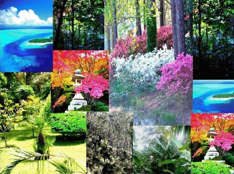 عطر ادکلن آمازونین گاردنز نیکلاس دانیلا - Amazonian Gardens Nicolas Danila - بررسی، قیمت و خرید