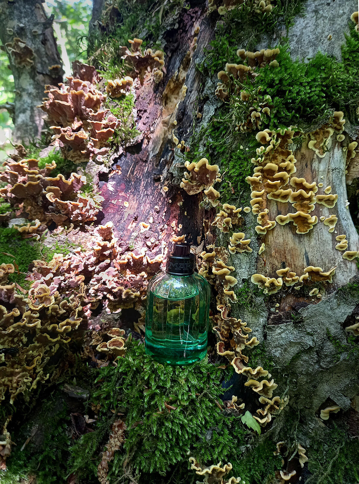 عطر ادکلن آلفا وودز لا مارتینا - Alpha Woods La Martina - بررسی، قیمت و خرید