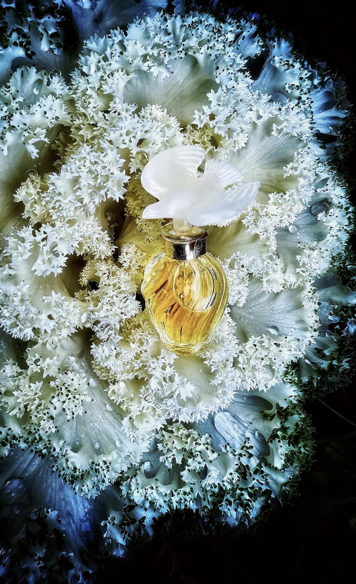 عطر ادکلن ل ایر دو تمو نینا ریچی - L'Air du Temps Eau de Parfum Nina Ricci - بررسی، قیمت و خرید