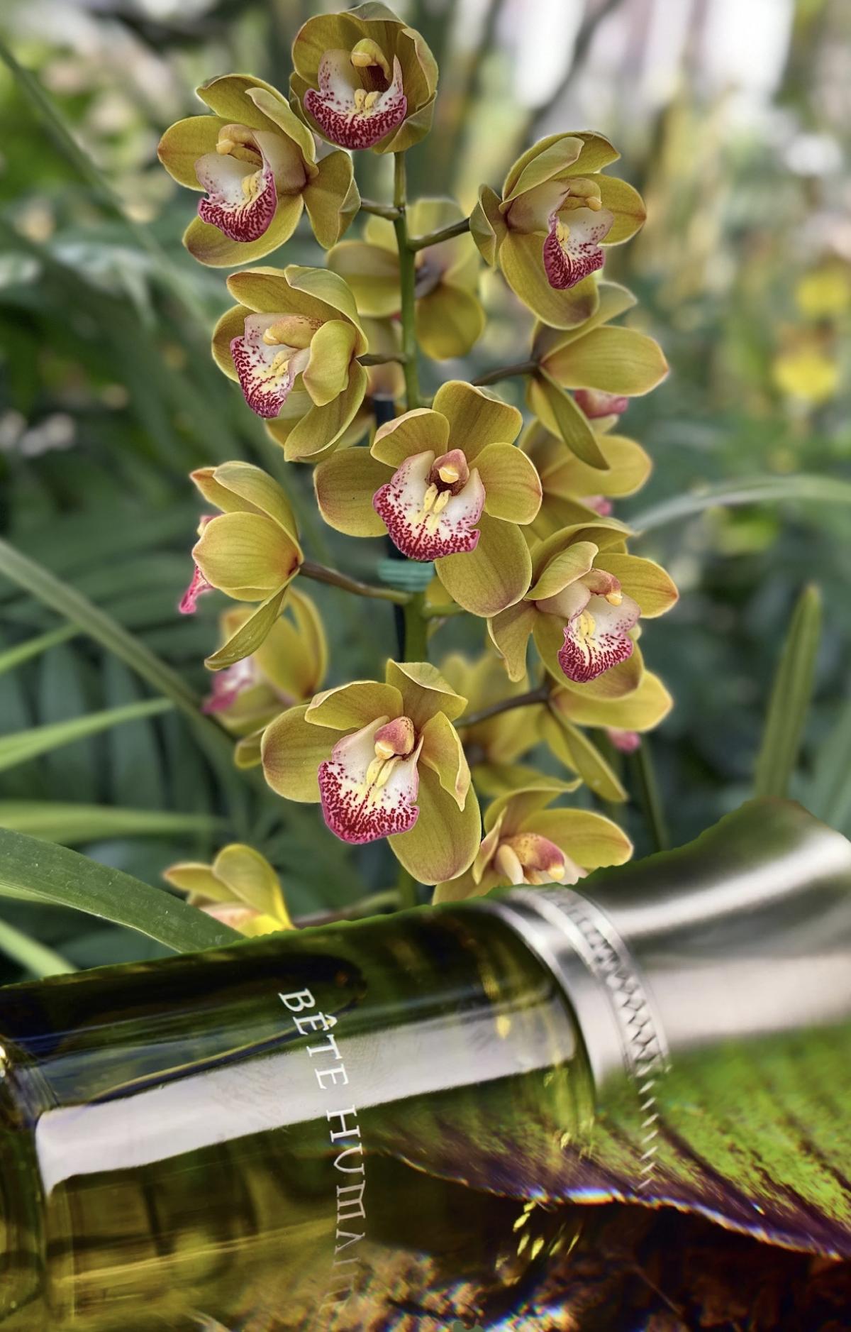 عطر ادکلن بته هیومن له لیکوئید ایمجینریز - Bête Humaine Les Liquides Imaginaires - بررسی، قیمت و خرید