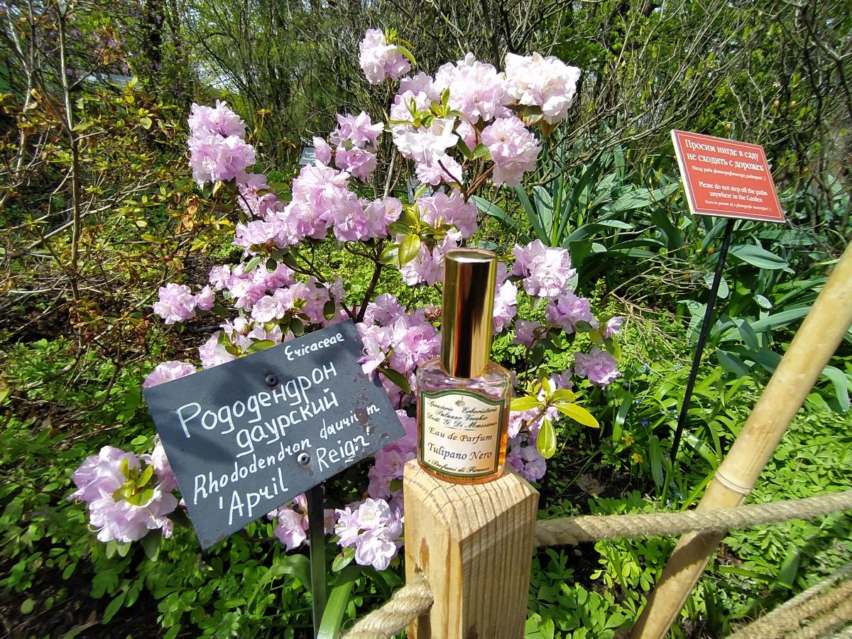 عطر ادکلن تولیپانو نرو آی پروفومی دی فلورانس - Tulipano Nero I Profumi di Firenze - بررسی، قیمت و خرید