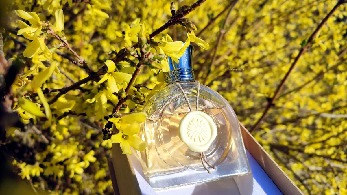 عطر ادکلن فلور لومیِر ام میکالف - Fleur Lumière M. Micallef - بررسی، قیمت و خرید