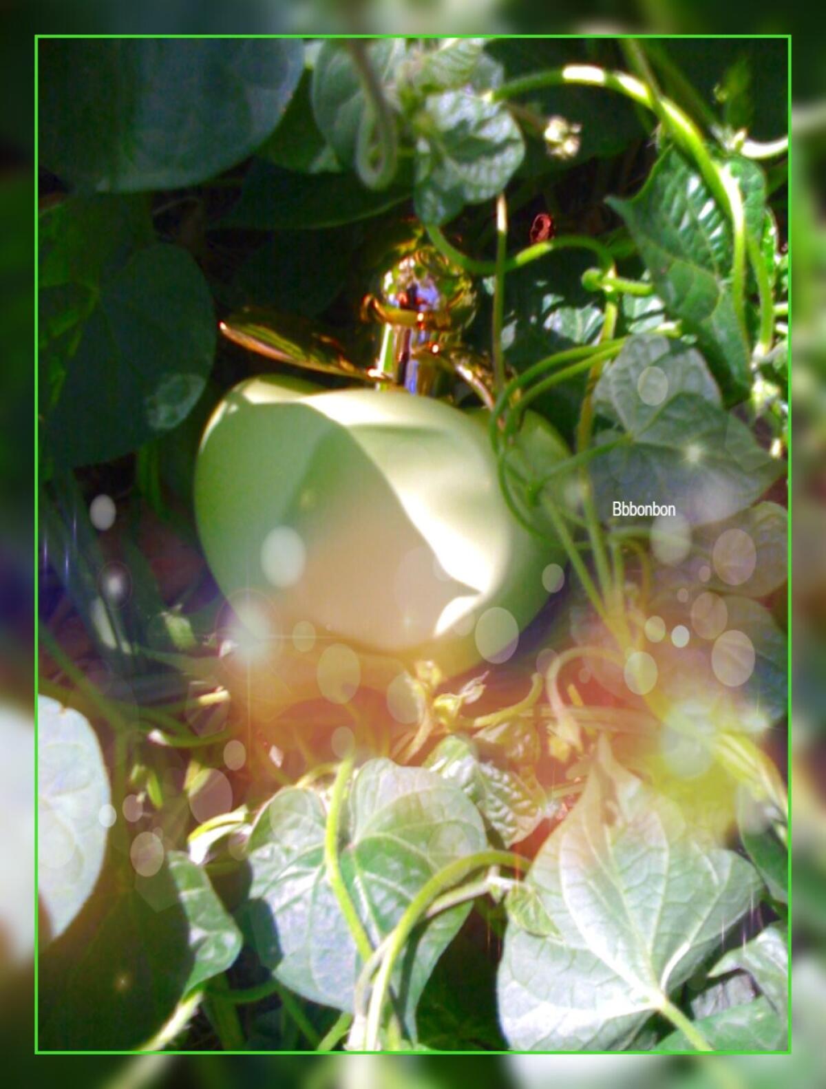 عطر ادکلن لس سوربه د بلا نینا ریچی - Les Sorbets de Bella Nina Ricci - بررسی، قیمت و خرید