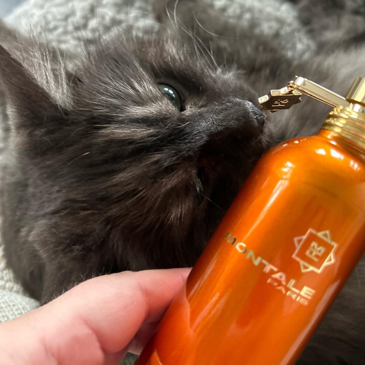 عطر ادکلن اورنج فلاورز مونتالِ - Orange Flowers Montale - بررسی، قیمت و خرید