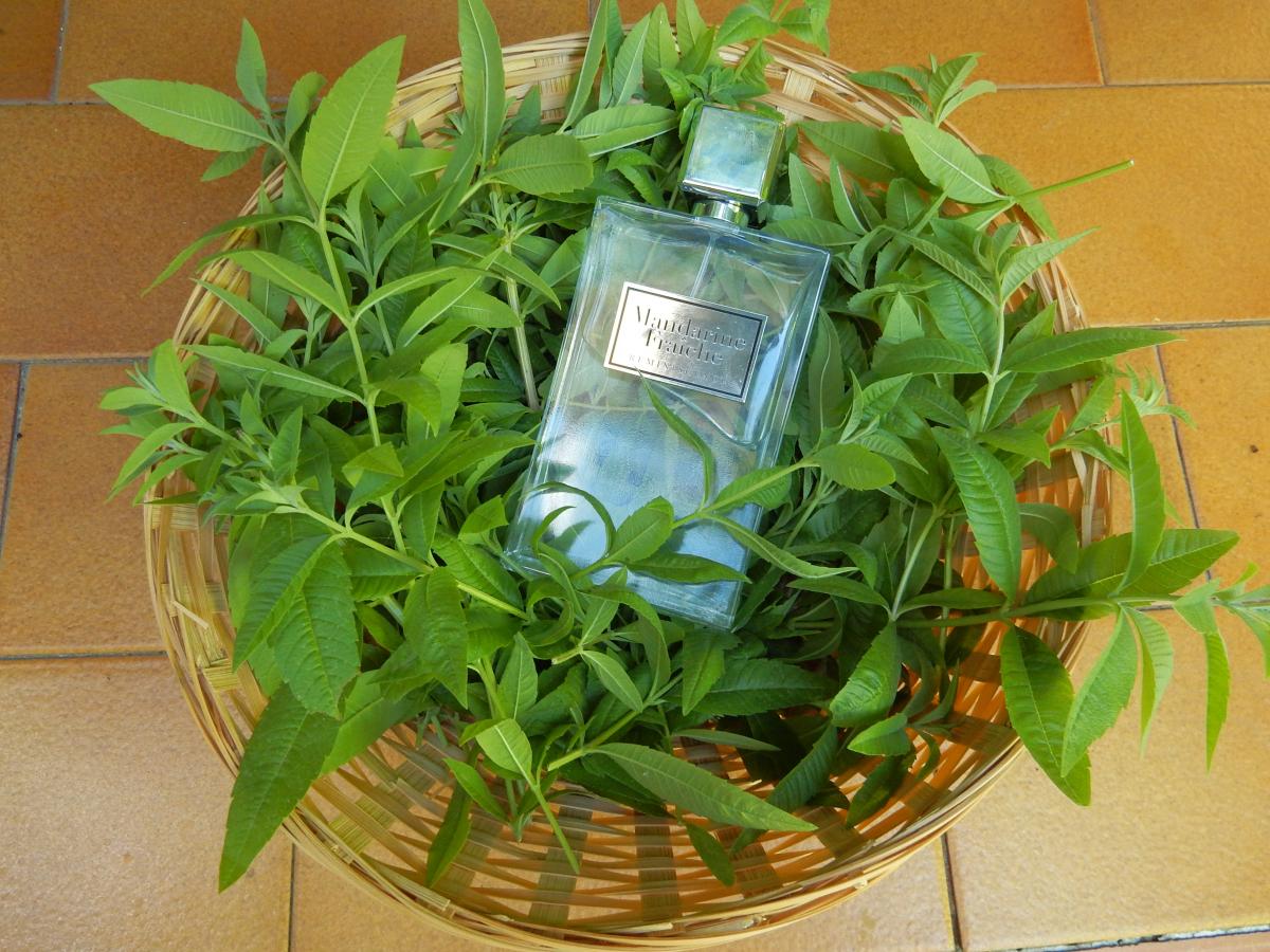 عطر ادکلن مندارین فرش رمنیسانس - Mandarine Fraiche Reminiscence - بررسی، قیمت و خرید