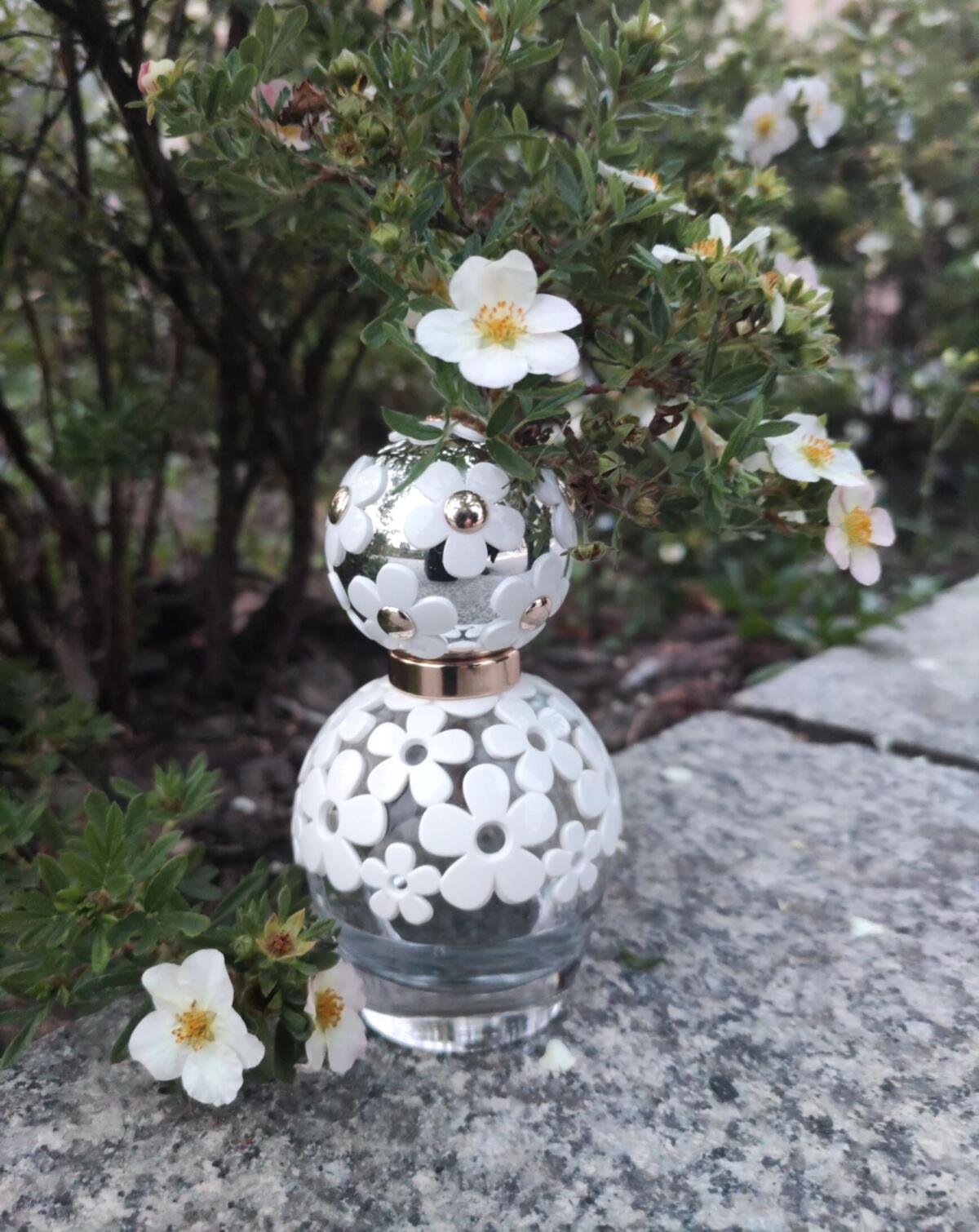 عطر ادکلن دیزی دریم مارک جیکوبز - Daisy Dream Marc Jacobs - بررسی، قیمت و خرید