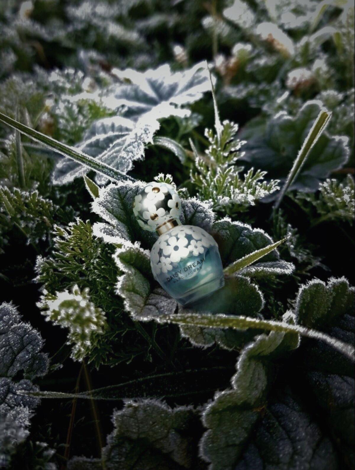 عطر ادکلن دیزی دریم مارک جیکوبز - Daisy Dream Marc Jacobs - بررسی، قیمت و خرید