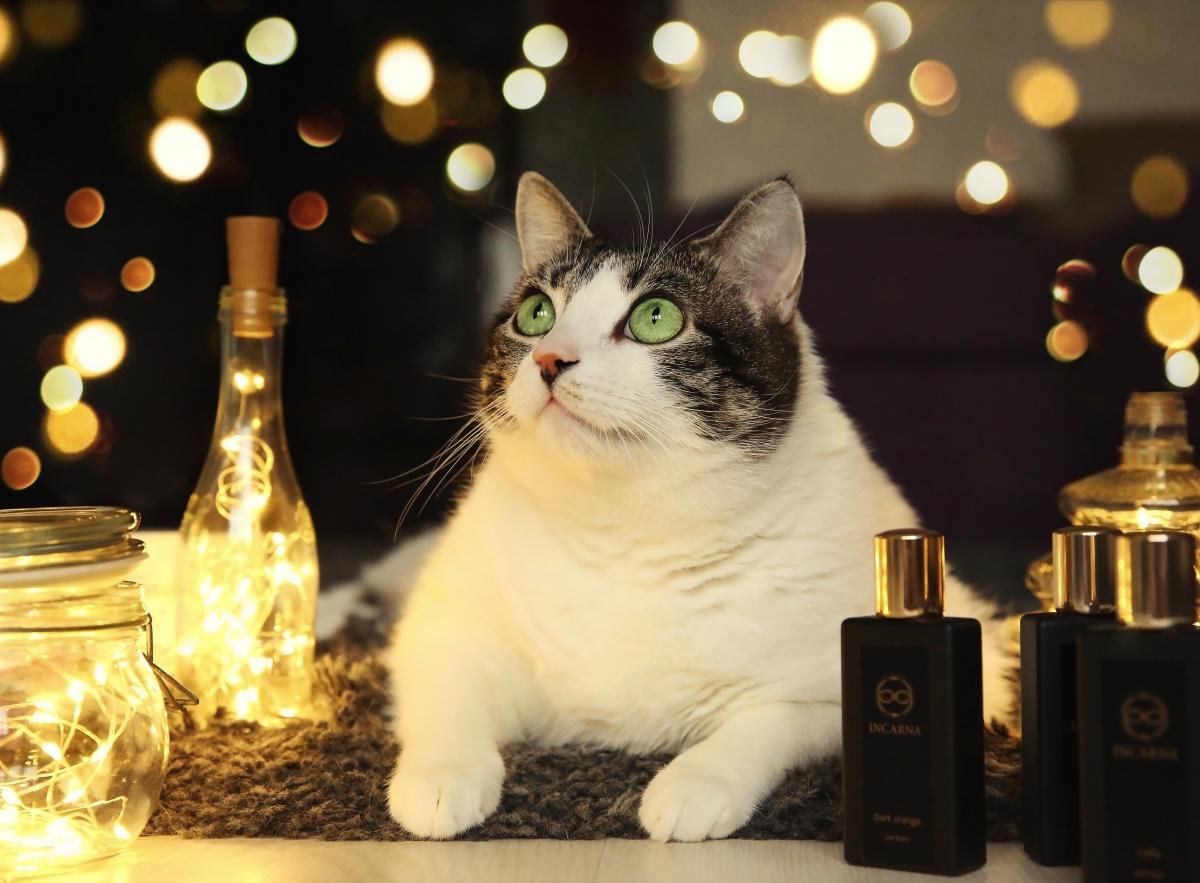 عطر ادکلن سیزده اینکارنا پارفامز - 13 Incarna parfums - بررسی، قیمت و خرید