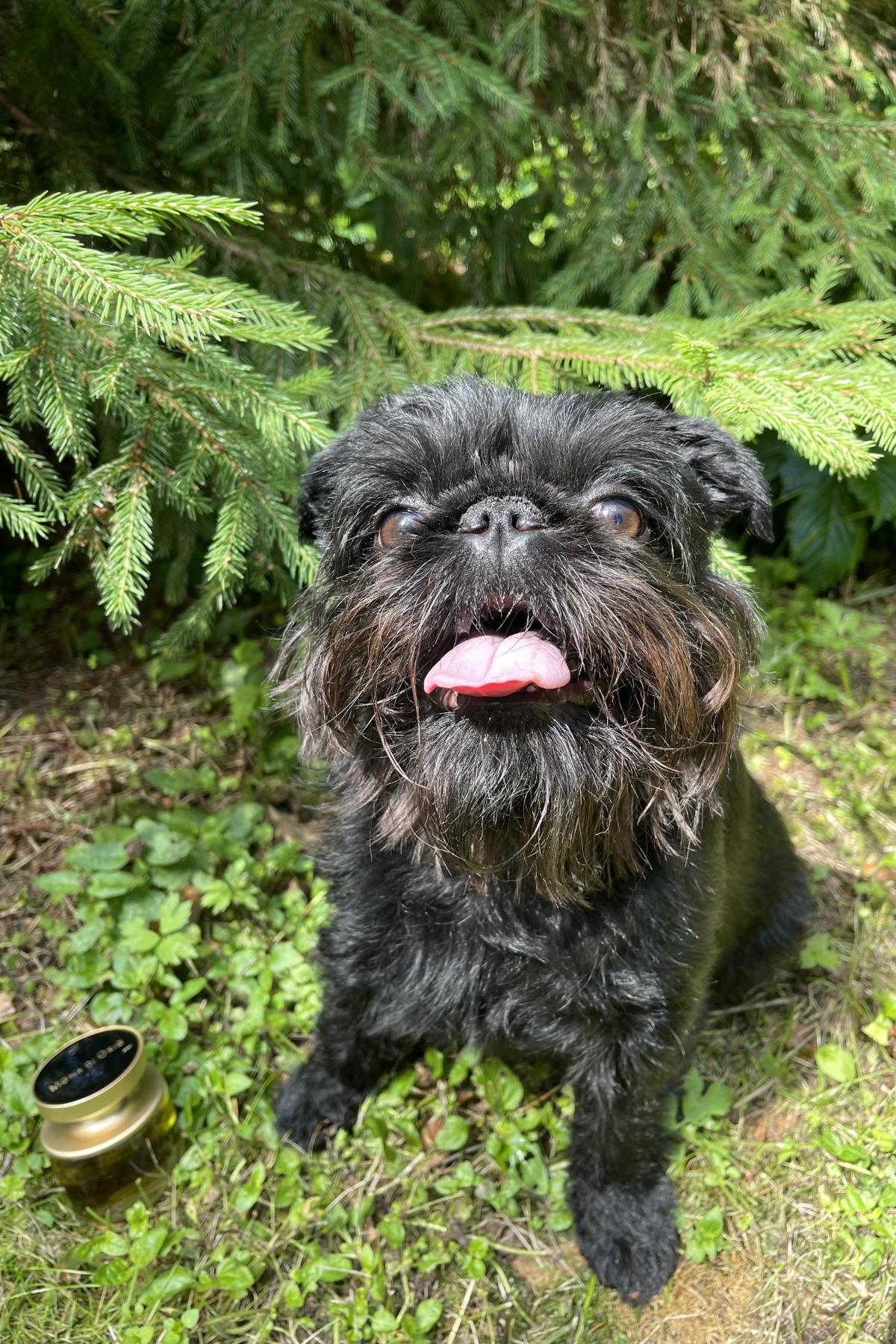 عطر ادکلن بوهیا بوهم مونا دی اوریو - Bohea Bohème Mona di Orio - بررسی، قیمت و خرید