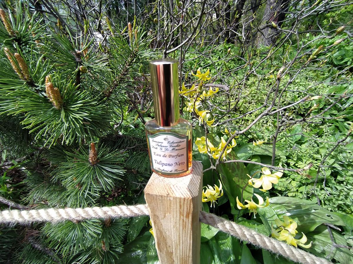 عطر ادکلن تولیپانو نرو آی پروفومی دی فلورانس - Tulipano Nero I Profumi di Firenze - بررسی، قیمت و خرید