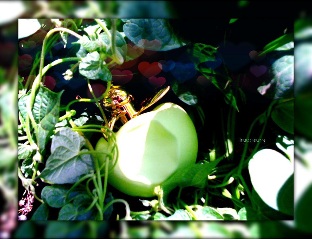 عطر ادکلن لس سوربه د بلا نینا ریچی - Les Sorbets de Bella Nina Ricci - بررسی، قیمت و خرید