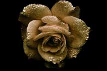 عطر ادکلن رز گلد سارا هوروویتز پرفیومز - Rose Gold Sarah Horowitz Parfums - بررسی، قیمت و خرید