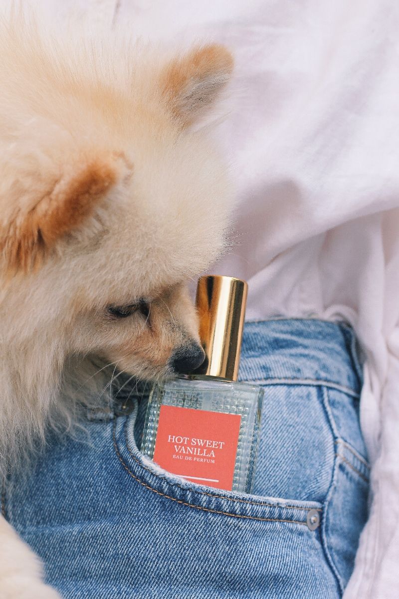 عطر ادکلن هات سوییت وانیلا نگلیژه پرفیوم لب - Hot Sweet Vanilla Negligé Perfume Lab - بررسی، قیمت و خرید