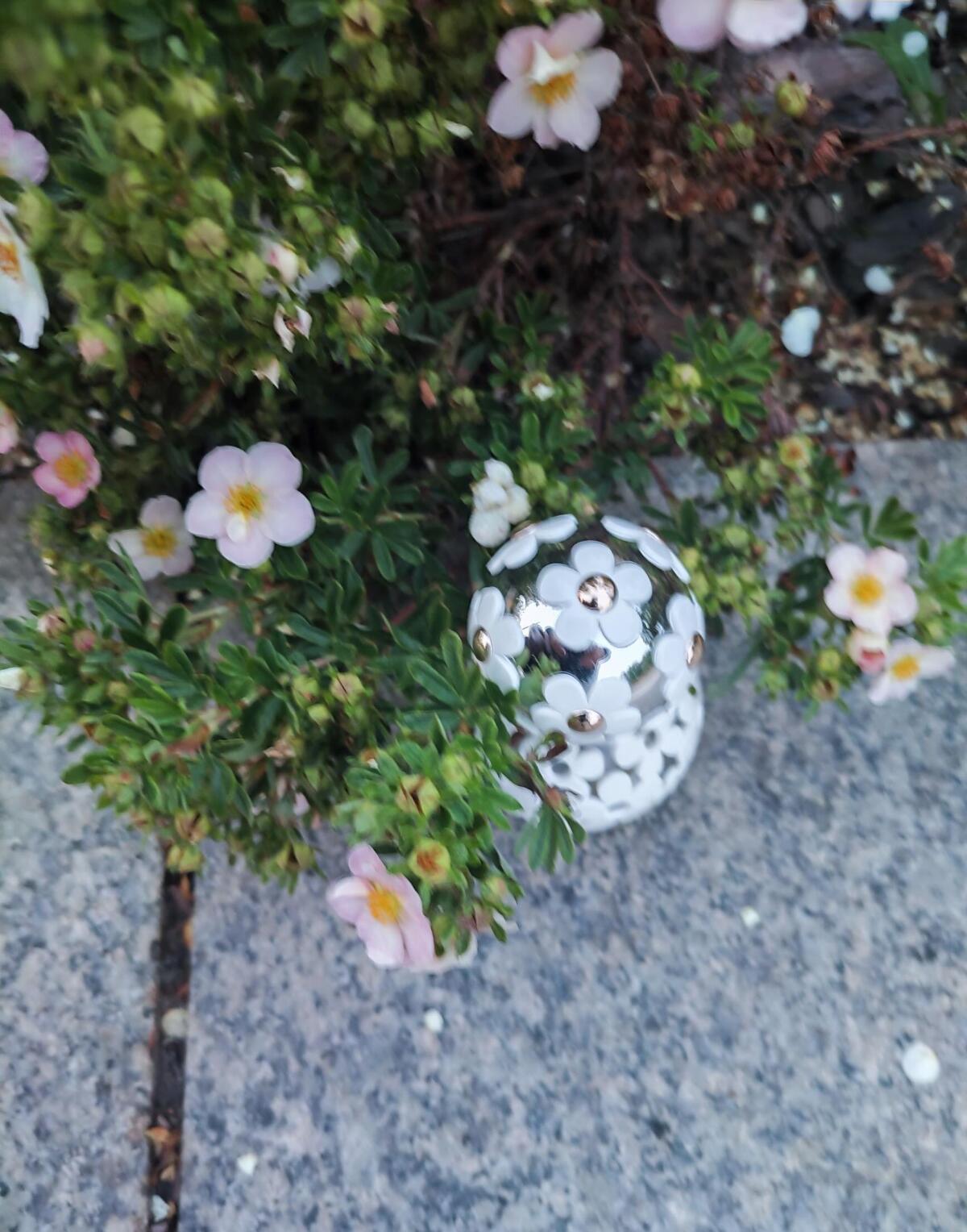 عطر ادکلن دیزی دریم مارک جیکوبز - Daisy Dream Marc Jacobs - بررسی، قیمت و خرید