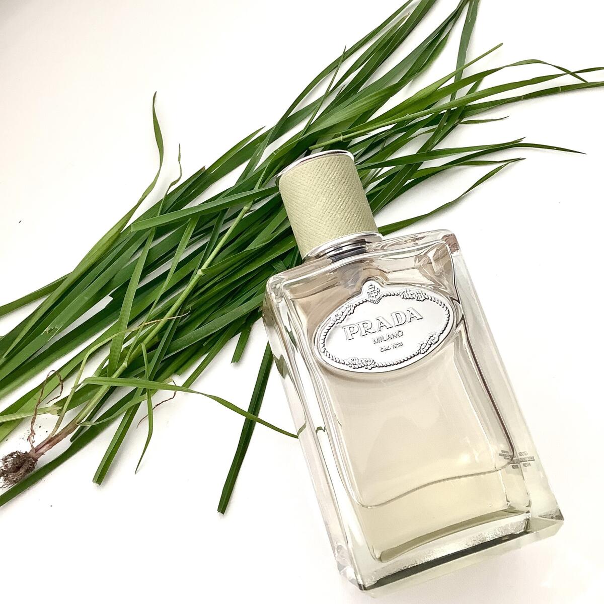 عطر ادکلن اینفیوژن د وِتیوِر پرادا - Infusion de Vetiver (2015) Prada - بررسی، قیمت و خرید