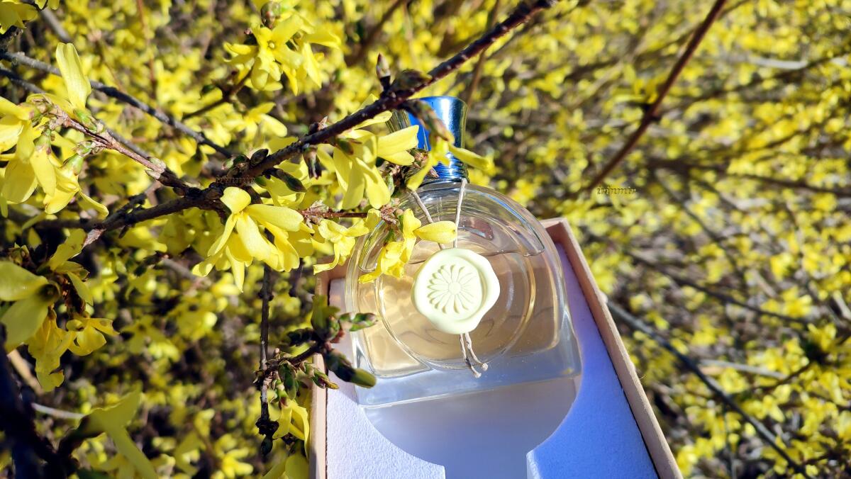 عطر ادکلن فلور لومیِر ام میکالف - Fleur Lumière M. Micallef - بررسی، قیمت و خرید