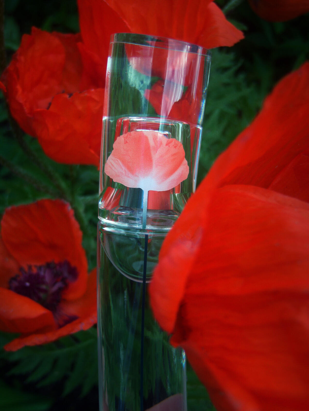 عطر ادکلن فلاور بای کنزو او دو تویلت کنزو - Flower by Kenzo Eau de Toilette (2021) Kenzo - بررسی، قیمت و خرید