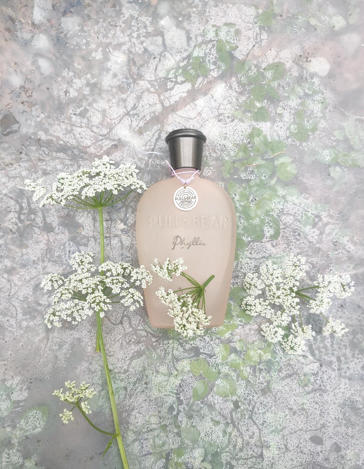 عطر ادکلن فیلیس پول اند بیر - Phyllis Pull & Bear - بررسی، قیمت و خرید