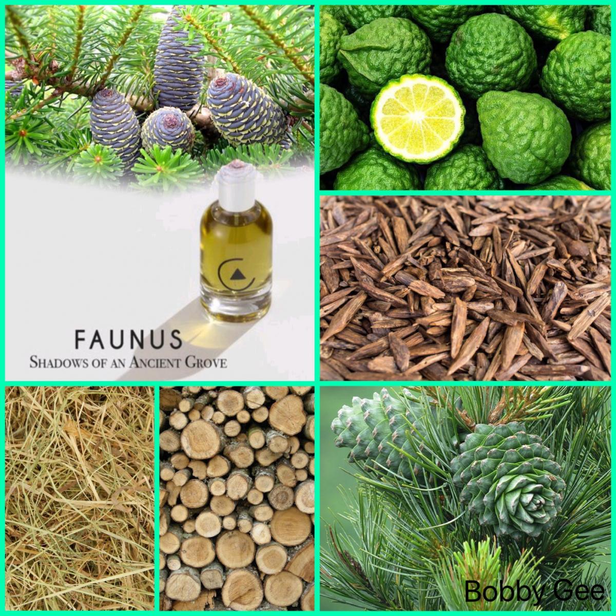 عطر ادکلن فانوس لا کوری - Faunus La Curie - بررسی، قیمت و خرید