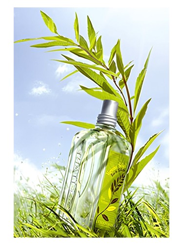 عطر ادکلن وربنا سان لوکسی تان - Verbena Sun L'Occitane en Provence - بررسی، قیمت و خرید
