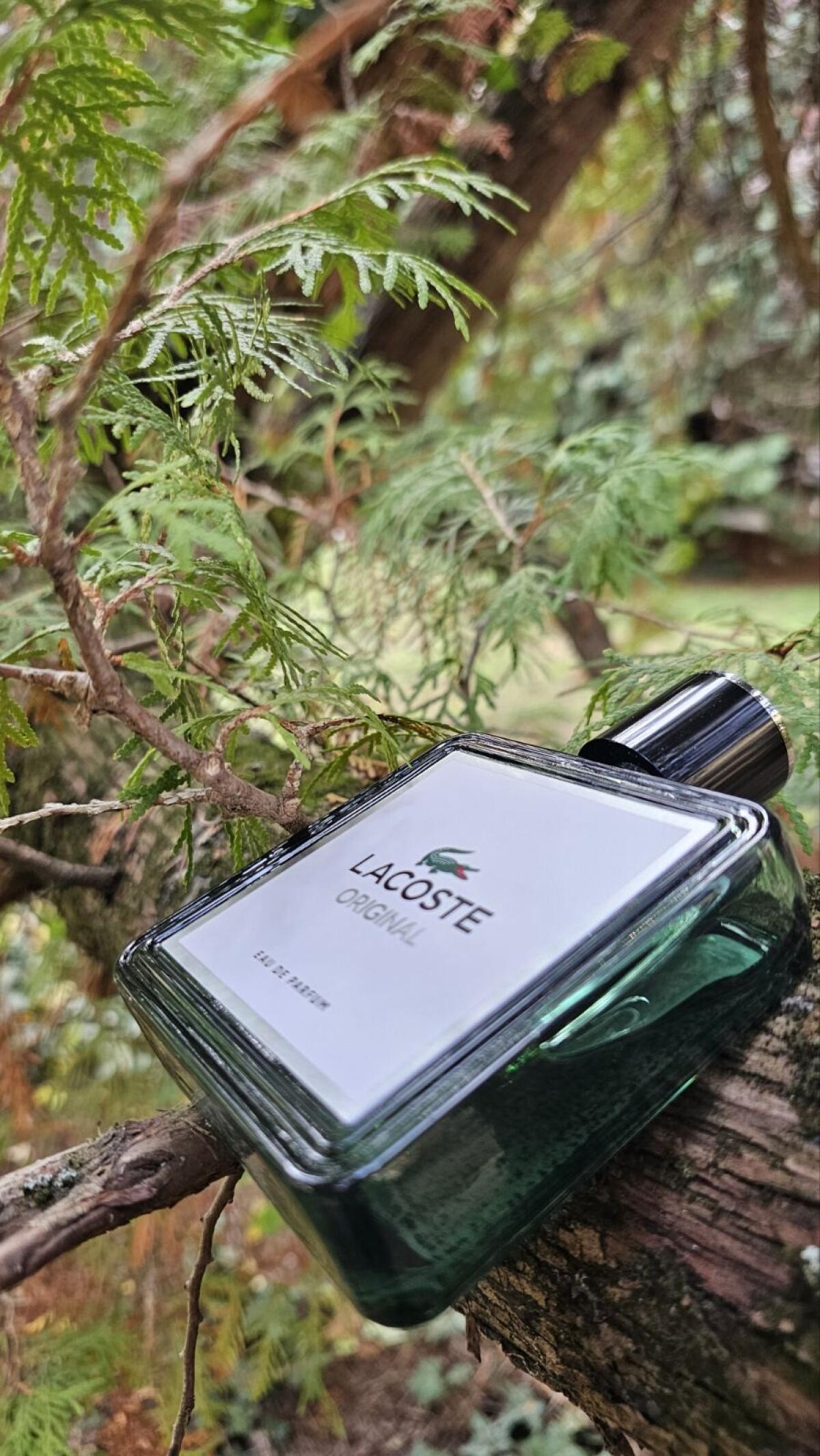 عطر ادکلن لاکست اورجینال لاکست فراگرنسز - Lacoste Original Lacoste Fragrances - بررسی، قیمت و خرید