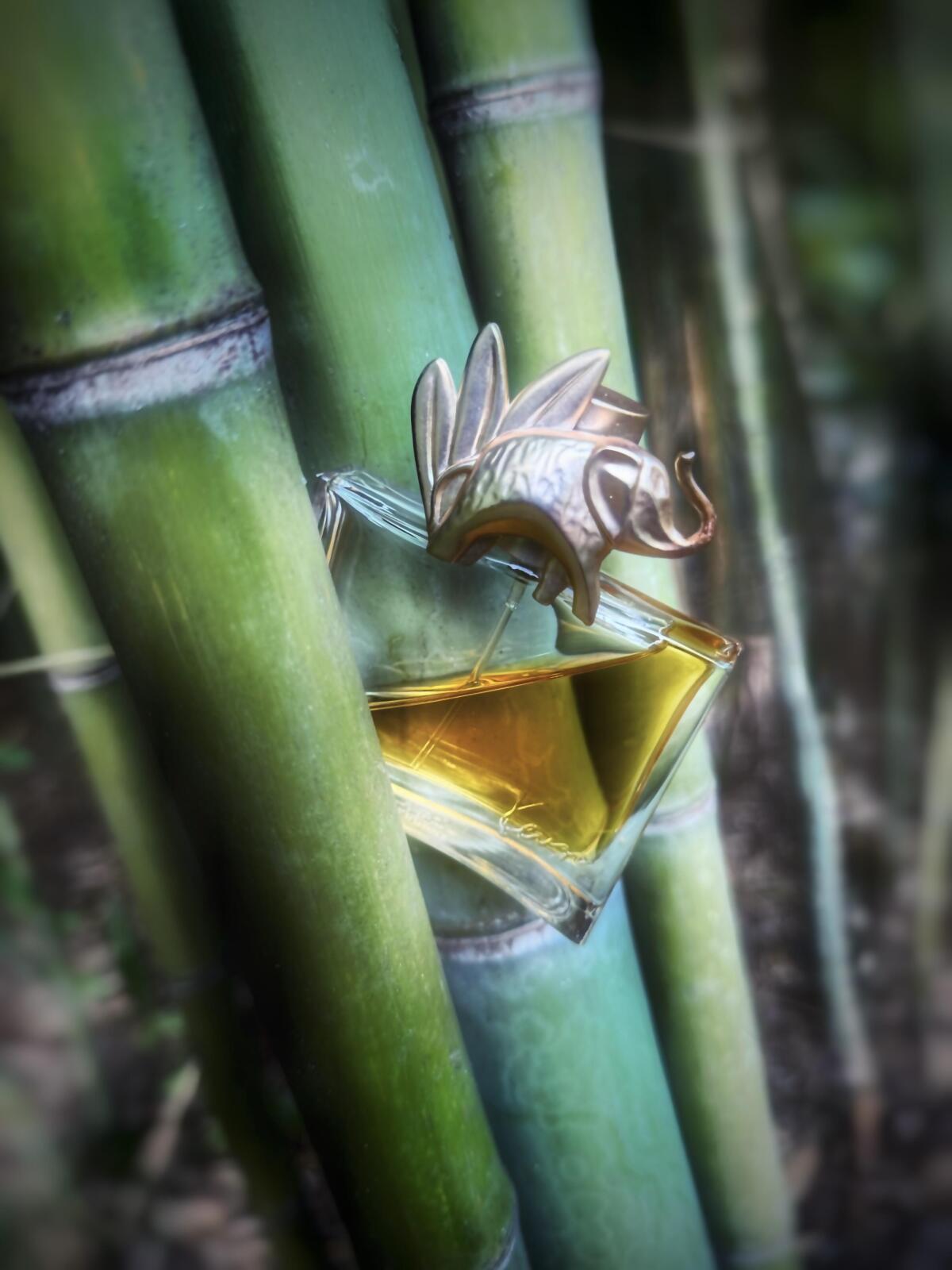 عطر ادکلن کنزو جانگل ل'الفنت کنزو - Kenzo Jungle L'Elephant Kenzo - بررسی، قیمت و خرید
