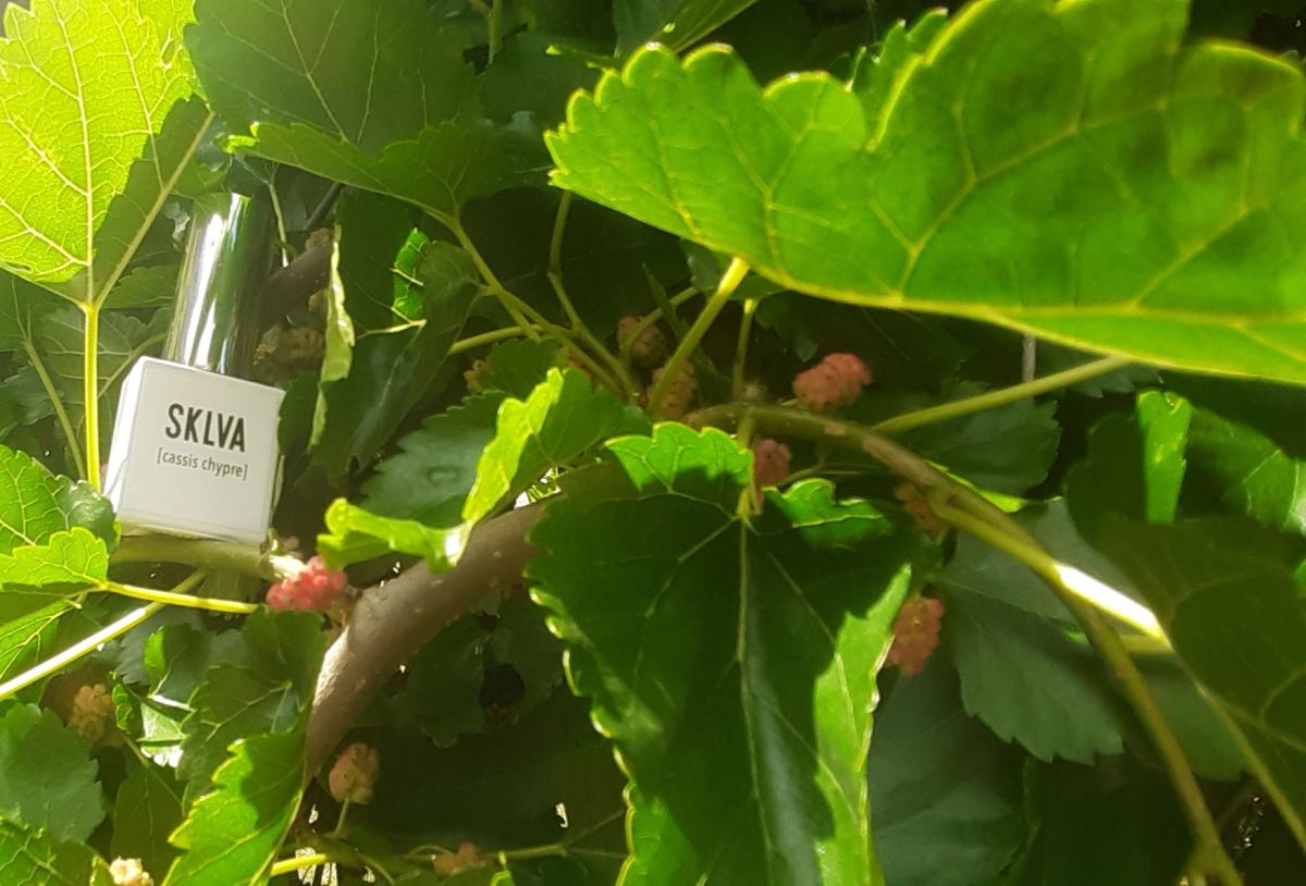 عطر ادکلن کسسیس چیپر اسکلووا - [cassis chypre] SKLVA - بررسی، قیمت و خرید
