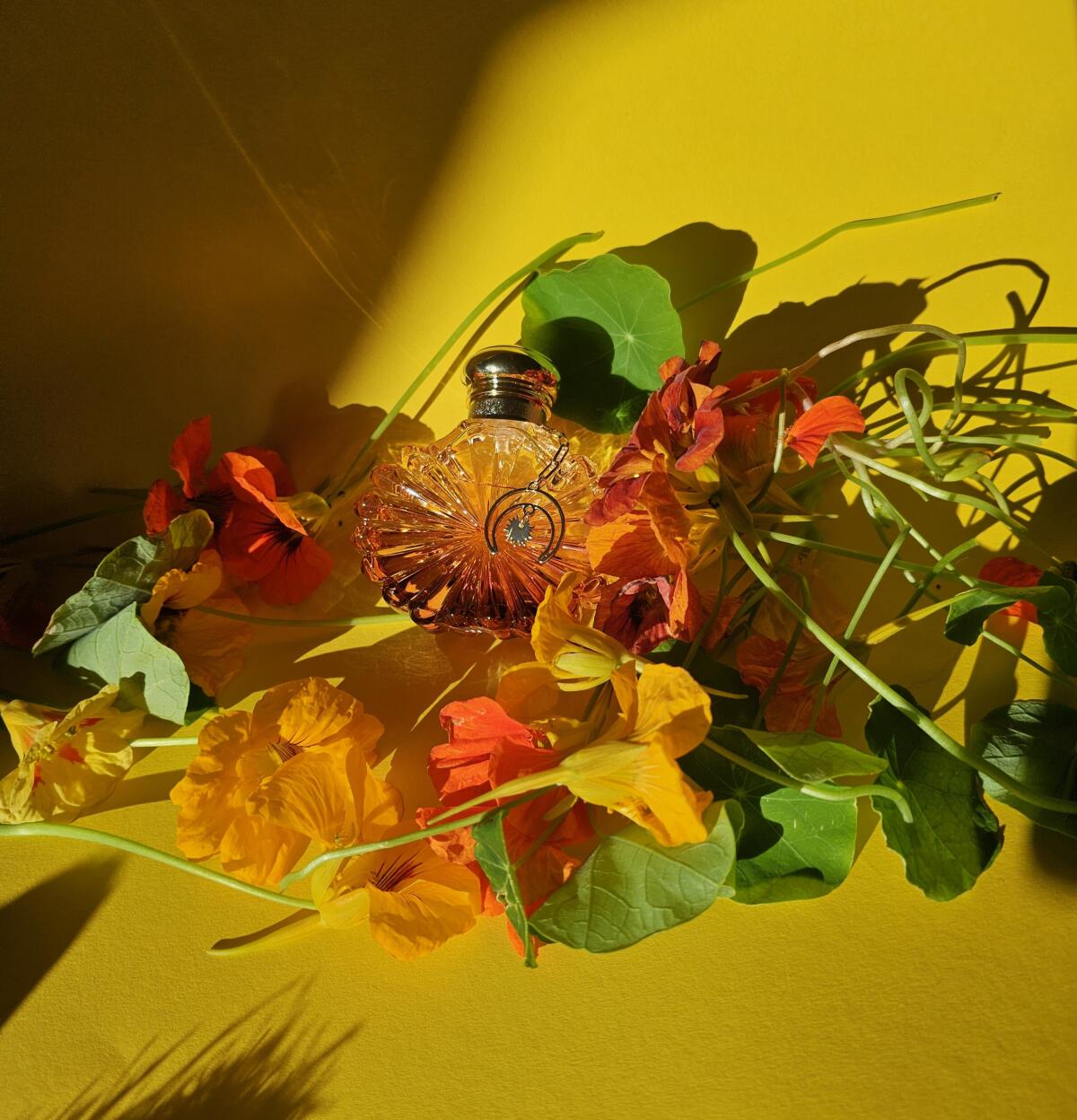 عطر ادکلن سولیل لونار لالیک - Soleil Lunar Lalique - بررسی، قیمت و خرید