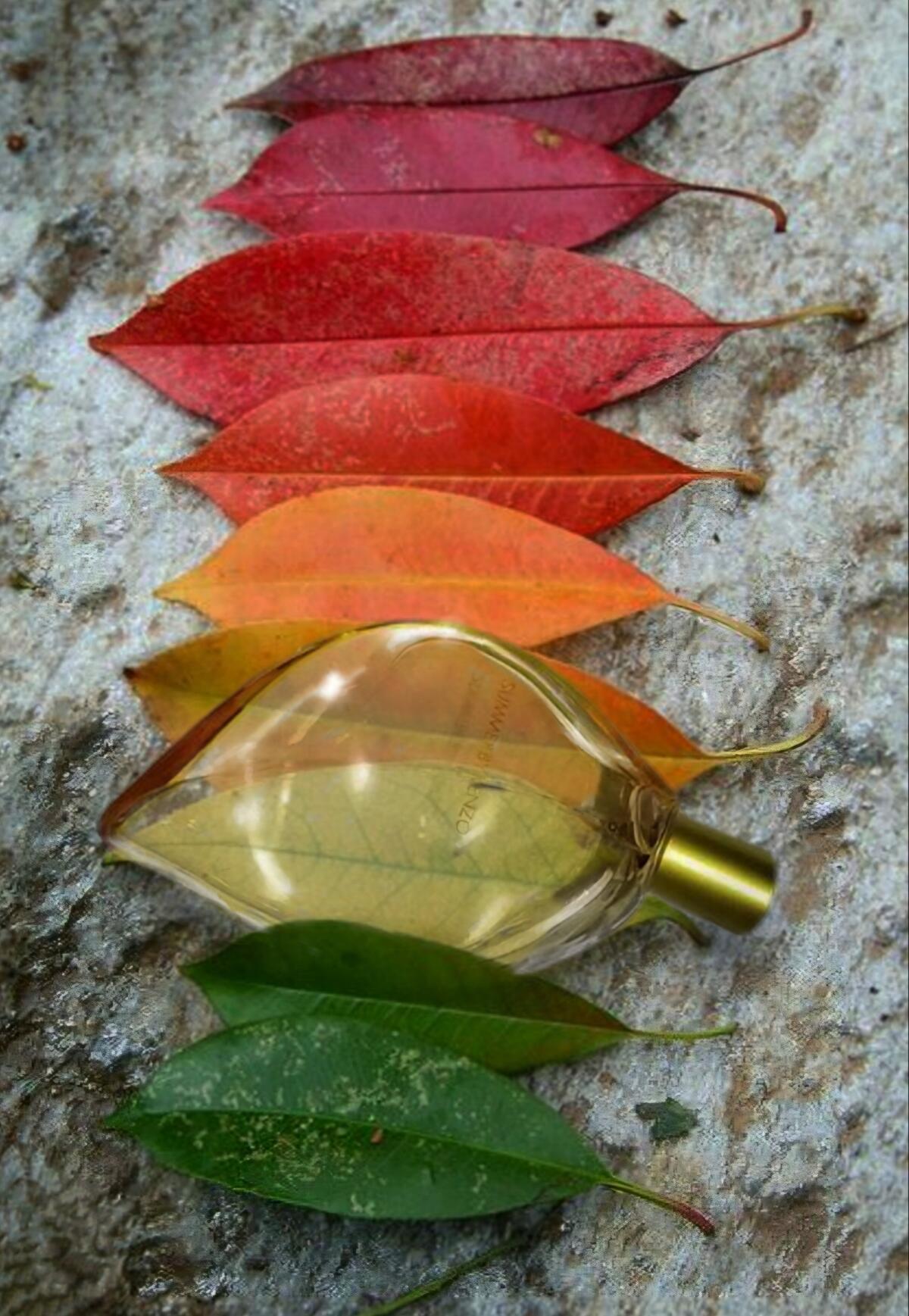 عطر ادکلن پرفیوم د اِته دوهزار و دو کنزو - Parfum d'Ete 2002 Kenzo - بررسی، قیمت و خرید