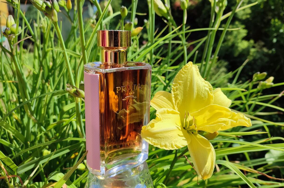 عطر ادکلن پرادا لا فم لو پرادا - Prada La Femme L'Eau Prada - بررسی، قیمت و خرید